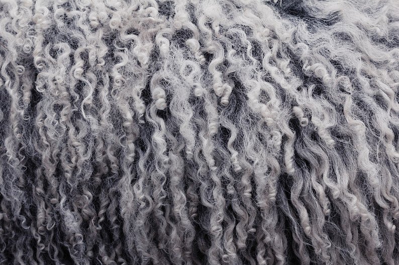 柔软如云的记忆 绵羊毛皮中的温暖与纹理